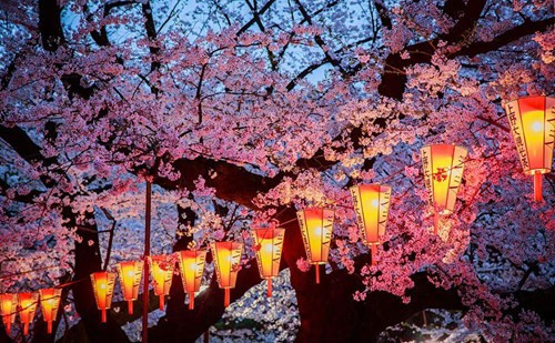 Nhưng thời điểm hoa khoe sắc rực rỡ nhất ở tất cả mọi nơi trên đất Nhật Bản thường vào khoảng cuối tháng 3, đầu tháng 4. Vì vậy, những ai đang có ý định du lịch xứ sở Phù Tang thì có lẽ đây là thời điểm thích hợp nhất.- Ảnh: Aurora Simionescu