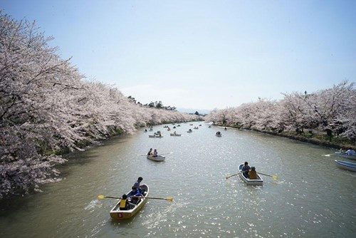 Khoảng hai tuần cuối tháng Ba và đầu tháng Tư, tại Nhật Bản diễn ra lễ hội Hanami, lễ hội ngắm hoa truyền thống nổi tiếng bậc nhất của Nhật Bản mỗi độ xuân về. Đây là một lễ hội lớn, có lịch sử hàng ngàn năm và được coi là quốc lễ của người Nhật.- Ảnh: Ryan WH