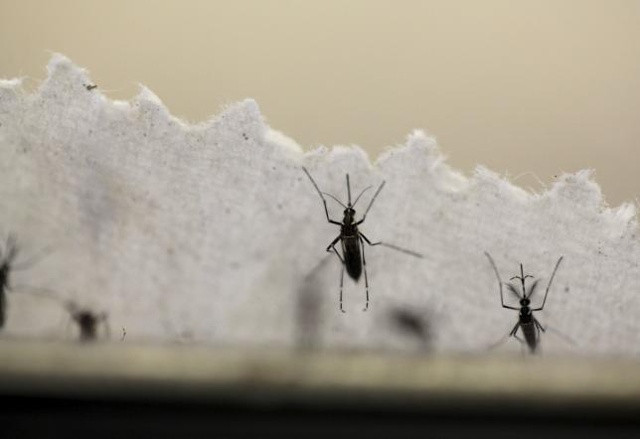 Loài muỗi Aedes được nghiên cứu trong phòng thí nghiệm của Khoa côn trùng và sinh thái - Trung tâm phòng chống bệnh tật Hoa Kỳ ở San Juan