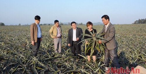 Trên vùng miền Tây Quỳnh Lưu cây dứa cũng đang trở thành một trong những cây trồng chủ lực mõi năm đưa lại giá trị thu nhập cho bà con hàng chục tỷ đồng