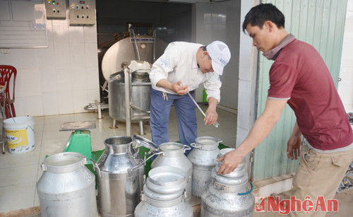 Nuôi bò sữa cũng đem lại thu nhập cao cho bà con các xã vùng miền Tây Quỳnh Lưu. Ảnh: cán bộ kỹ thuật kiểm tra chất lượng sữa nhập của bà con tai điểm thu mua sữa của Công ty Vinamlk tại xã Quỳnh Thắng