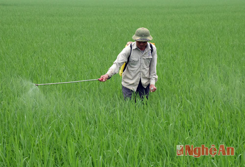 Lão nông Thái Ngô Hồng, xóm 6, xã Hưng Tân, huyện Hưng Nguyên phun thuốc BVTV cho thửa ruộng cấy giống lúa AC5, mới nhiệm bệnh đạo ôn.