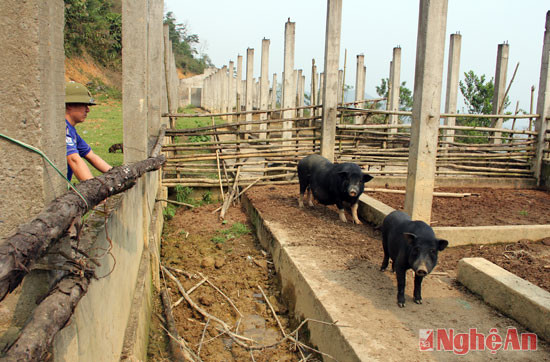 Do thấy bị bỏ hoang nên thời gian qua hộ ông Thò Nhìa Pà (bản Trung Tâm) đã tự ý đưa lợn vào nuôi