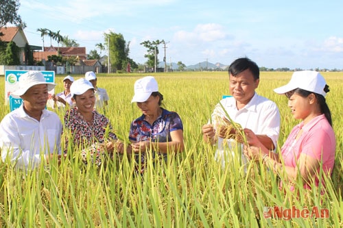 HTX nong nghiep va cac xa vien Hung Long (Hung Nguyen) khao nghiem, danh gia qui trinh san xuat _0