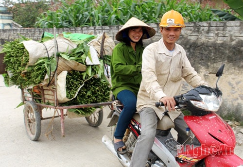 Người dân vận chuyển thuốc lào thu hoạch về nhà.