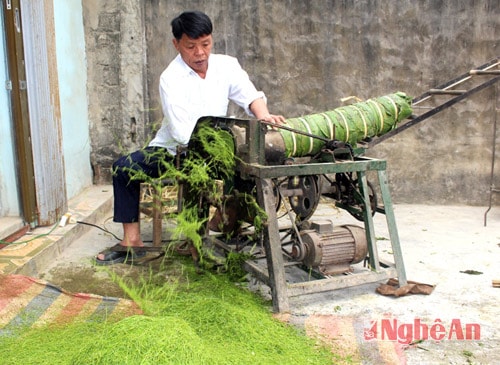 Cây thuốc lào được trồng trên đất Quỳnh Dỵ có từ thời cha ông, đến nay, sản phẩm thuốc lào vẫn đang được người dân phát triển, lưu truyền. Đây là cây trồng có giá trị cao hơn so với những cây trồng khác như lúa, ngô.. Trong ảnh: Ông Nguyễn Văn Minh đang dùng máy cắt thuốc lào thành sợi nhỏ để phơi khô.