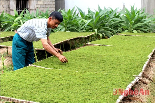 Ông Hồ Sỹ Hòa ở khối Yên Linh cho biết: Từ lâu, thuốc lào Quỳnh Dỵ rất được thị trường ưa chuộng, bởi thuốc lào nơi đây được trồng trên vùng đất nhiễm mặn nên thuốc ngon. Ngoài ra trong lúc trồng, người dân sử dụng chất bã của mắm tôm, đồ hải sản thải loại pha với nước rồi tưới vào cây. Chính vì thế mà thuộc lào Quỳnh Dỵ khi châm lửa thì sẽ rất thơm, ngon, có hương vị đặc trưng.