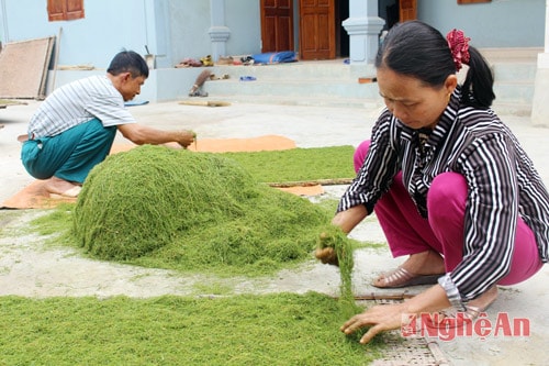 Phường Quỳnh Dỵ có 65 ha diện tích trồng cây thuốc lào, với khoảng gần 1000 hộ dân tham gia trồng. Cây thuốc lào được trồng từ tháng 10 âm lịch, đến tháng 3 thu hoạch.