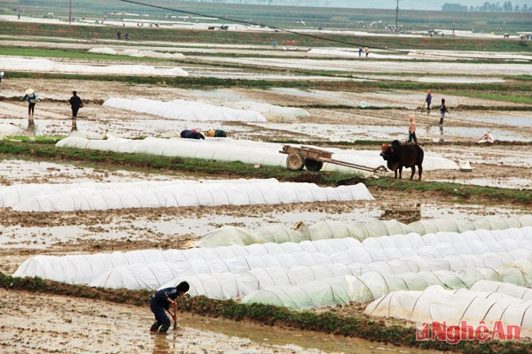 Nông dân xã Thanh Khai (Thanh Chương) chống rét cho mạ Xuân