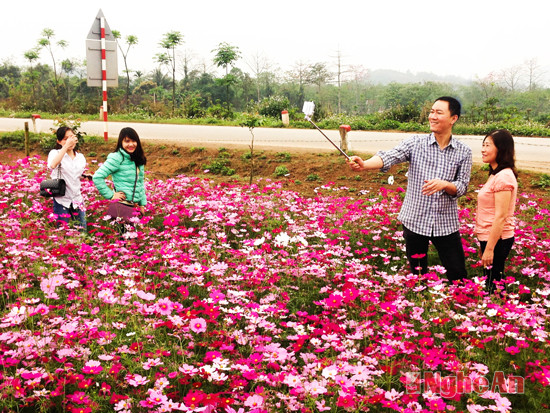 Hoa được trồng trước Tết nguyên đán ngay sau khi thu hoạch hoa hướng dương. Loài hoa này nở trong khoảng thời gian 1 tháng.