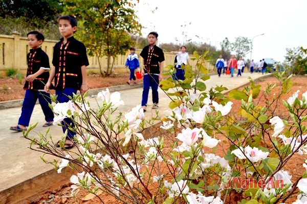 Không chỉ mọc hoang dã giữa đại ngàn, hoa ban còn được trồng trong khuôn viên nhiều trường học
