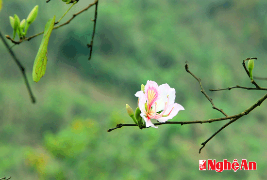 Giữa đại ngàn miền Tây, cánh ban rừng hiện ra đẹp đẽ và tinh khôi