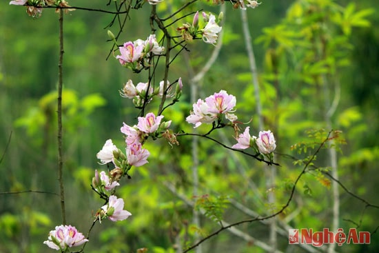 Những nhánh ban tím mang vẻ đẹp riêng hòa trong đất trời miền Tây.
