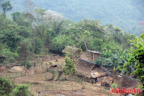 Những ngôi nhà người Mông ở bản Chà Lò (xã Mai Sơn - Tương Dương) nằm giữa rừng ban.