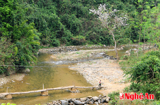 Ban nở trắng bên suối.