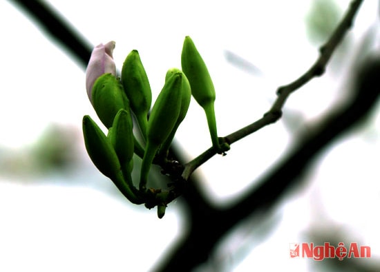 Những nụ hoa còn e ấp trong sương sớm.