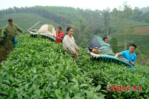 Hầu hết các hộ dân đều dùng máy cắt để thu hoạch, có thể thuê hoặc đổi công cho nhau. Mỗi chiếc máy cùng với 1 ê kíp 3 người (2 người vác máy, 1 người vác bao), 1 ngày có thể cắt được gần 1ha chè, với năng suất khoảng 2,5 - 3 tấn/ngày. Thu hoạch chè bằng máy, có lợi về năng suất, sản lượng, nhưng người trồng phải đảm bảo cắt và chăm sóc đúng kỹ thuật, chè mới phát triển tốt.