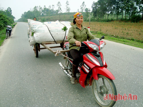 Từ nơi thu hoạch, chè được chuyển về các cơ sở chế biến bằng xe ô tô hoặc xe kéo. Trong ảnh: Một phụ nữ trồng chè ở xã Thanh Hà đang vận chuyển chè về nhập cho xưởng chế biến ở xã Thanh Mai