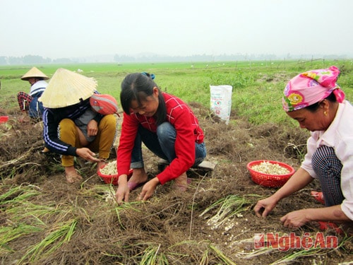 Nông dân xã Nghi Lâm thu hoạch hành tăm trên diện tích đất màu