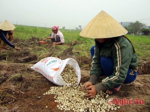 Vụ này hành tăm năng suất đạt tối đa 800 kg củ/sào, 1 kg bán với giá 25.000 đồng.