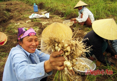 Niềm vui người trồng hành tăm