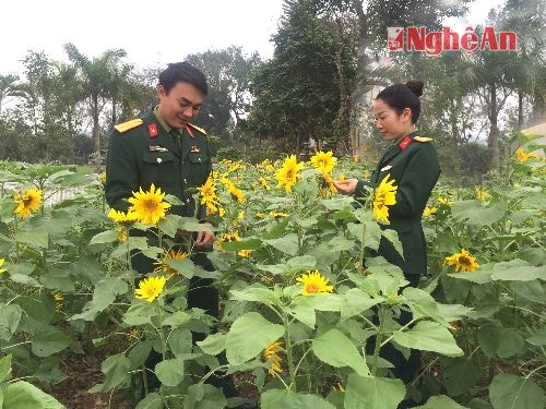 Việc chăm sóc vườn hoa trở thành niềm vui hàng ngày của cán bộ, chiến sĩ Kho K2, Cục Kỹ thuật Quân khu IV. Vườn hoa hướng dương nhân lên tình cảm gắn bó của mỗi người đối với cơ quan, đơn vị, thực hiện tốt hơn nhiệm vụ chính trị và chuyên môn được giao.