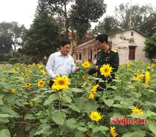 Thượng tá Trần Thế Hùng (bên phải) - Phó Chủ nhiệm Kho K2, phụ trách công tác hậu cần kỹ thuật đơn vị luôn sẵn sàng chia sẽ kinh nghiệm trồng và chăm sóc hoa hướng dương cho các cơ quan, đơn vị trên địa bàn.