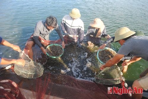 Ngư dân phường Nghi Hải ( Cửa Hội ) TX Cửa Lò đước mùa cá cơm. Ảnh Xuân Nhường