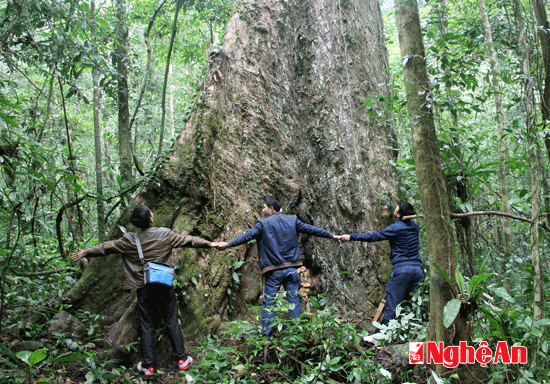 Hiện tại, ở khu bảo tồn thiên nhiên Pù Hoạt quần thể rừng săng vì còn tồn tại hàng trăm cây cổ thụ, có những cây đường kính khoảng 2 m.