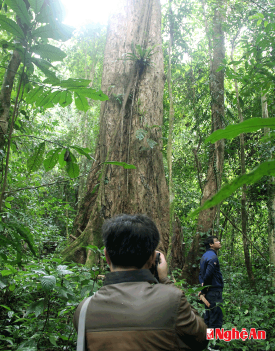 Hiện tại, BQL khu bảo tồn thiên nhiên Pù Hoạt đang làm hồ sơ để xin công nhận quần thể này là quần thể cây di sản. Đây thực sự là 1 điểm du lịch thú vị cho mọi du khách trên miền Tây Nghệ An.