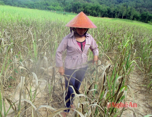 Năm 2105 người trồng mía ở huyện Con Cuông phải chịu một mùa mía 