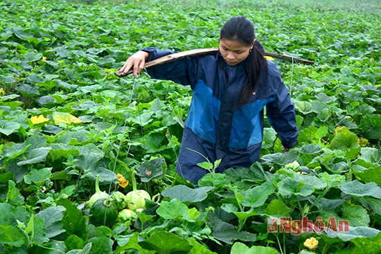 Việc thu hoạch bí khá vất vả