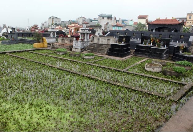 Rau được trồng trong khuôn viên các phần mộ ở xã Vĩnh Quỳnh (Thanh Trì, Hà Nội)