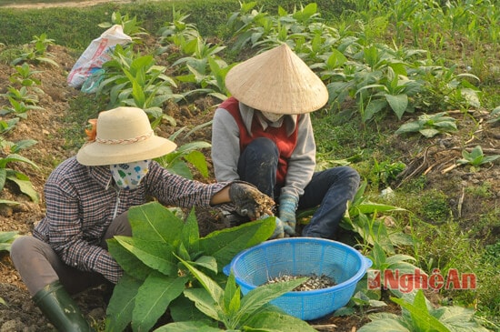 Thu hoạch hành tăm trên đất xen với cây thuốc Lào tại cánh đồng xóm Nhân Hòa Bình Thuận, xã Nghi Long, Nghi Lộc