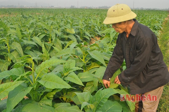 Nương thuốc Lào xen hành tăm của ông Trần Văn Lương xóm 8, xã Nghi Long trên đất màu sét cho thu nhập cho thu nhập 12 triệu đồng/vụ/400 m2