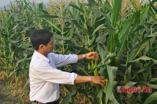 Cán bộ nông nghiệp xã Nghi Long kiểm tra vườn ngô của ông Đặng Doãn Hùng ở xóm 6 xã Nghi Long. Ngoài hành tăm cho thu nhập khoảng 12-15 triệu đồng/sào, cây ngô cho thu nhập khoảng 4-5 triệu/sào mỗi năm.