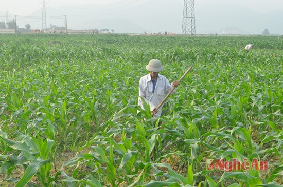 Bà con nông dân xóm 12, xã Nghi Long chăm sóc ngô vụ Xuân