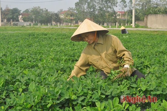Bà Nguyễn Thị Hương chăm sóc vườn lạc xuân Hàn Quốc. Theo bà Hương, gia đình có 1 mẫu đất, trong đó 7 sào đất màu và không đâu làm cây màu thuận lợi như Nghi Long, giá trị thu nhập 15-16 triệu/sào/năm