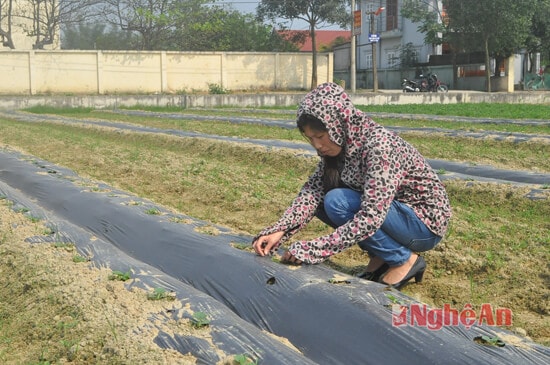 Cán bộ Nông nghiệp xã Nghi Long kiểm tra hom giống dưa lê trồng phủ ni lông tại xóm 12
