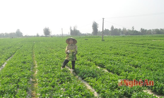 Cánh đồng lạc Hàn Quốc hơn 2 ha đang được trồng thí điểm tại xóm 13 xã Nghi Long. Theo người dân, vụ xuân này cây lạc phát triển khá tốt nên hy vọng sẽ có năng suất cao