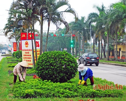 Công nhân Công ty Môi trường đô thị thị xã Cửa Lò tập trung chỉnh trang cây cảnh trên các trục đường nội thị