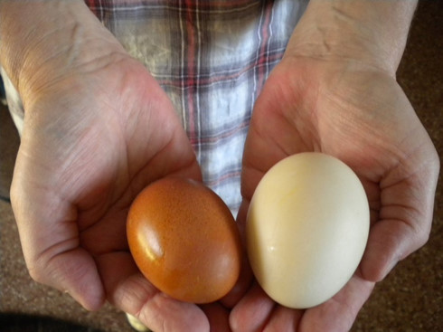 Trứng gà hay trứng vịt tốt hơn?