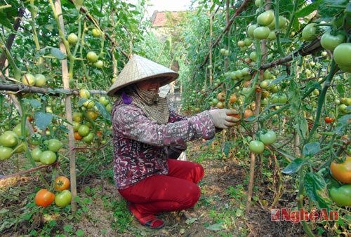 Chị Hoàng Thị Thiện ở xóm 9, trồng 3 sào cà chua Thái Lan. Nhờ cây trĩu quả nên mỗi vụ cho gia đình chị thu hoạch 3 tấn/ sào. Sau khi trừ chi phí cũng cho lãi cao.