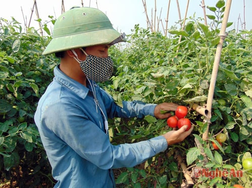 Trong vụ đông xuân năm 2016, gia đình anh Hồ Trọng Linh ở xóm 9, trồng 1.000 m2 cà chua Thái Lan, anh cho biết: Đây là giống cây trồng công nghệ cao nhưng các công đoạn chăm sóc đều giống như các loại giống cà chua thông thường. Chi phí giống rẽ với giá 180 nghìn đồng/ gói 1.000 cây, ít sâu bệnh, năng suất, giá trị kinh tế cao. Năm nay nhờ được mùa, được giá nên chỉ với diện tích trên đã đã cho gia đình anh thu nhập trên 45 triệu đồng.