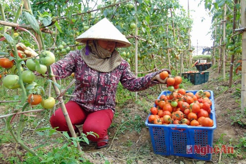 Cà chua Thái Lan cho từ 1 – 2kg/cây