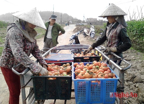 Sau khi thu hoạch các thương lái đến ruộng để thu mua cà chua cho các hộ gia đình