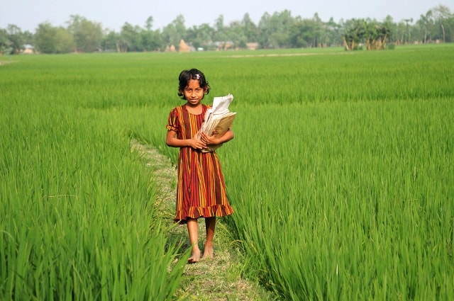  Một bé gái Bangladesh đang đi chân đất băng qua cánh đồng đến trường. 