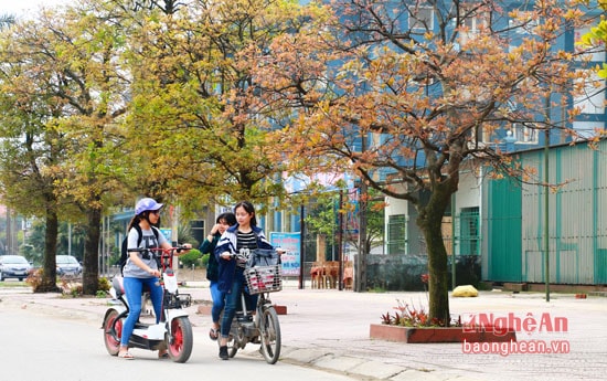 Đây cũng là thời điểm lộc vừng thay lá. Những cung đường ngập tràn lá vàng khiến cho ai đi qua cũng bồi hồi, xao xuyến