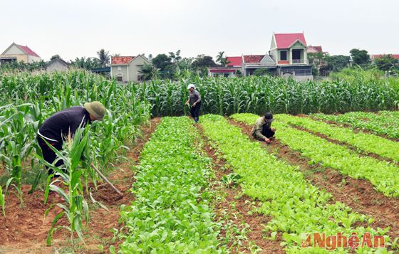 Tăng cường chỉ đạo sản xuất vụ đông, nâng cao hiệu quả, giá trị sản xuất nong nghiệp ở Diễn Thành