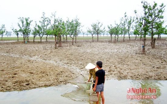 Rừng ngập mặn ven sông Lam ở xã Hưng Hòa (TP. Vinh).  Ảnh: Mai Hoa